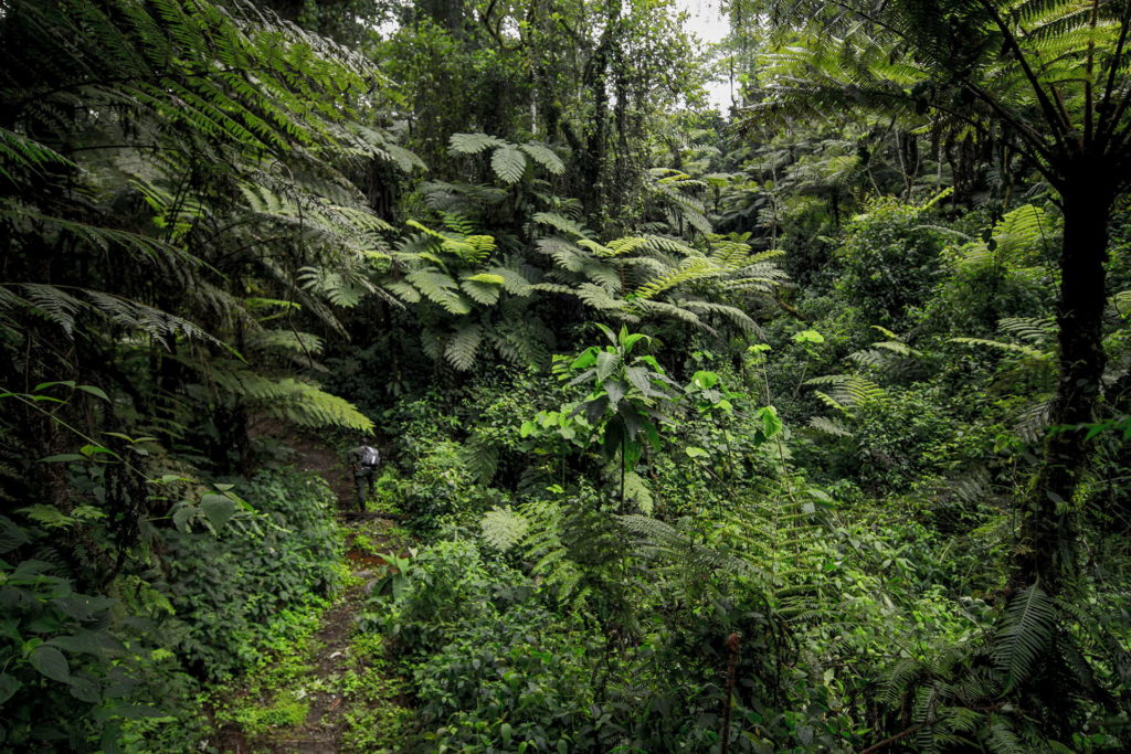 vegetazione-uganda